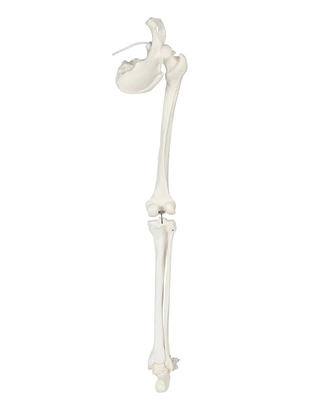Life-Size 36 Anatomical Human Leg Skeleton Model with Removable Hip Joint and Articulated Foot B3662
