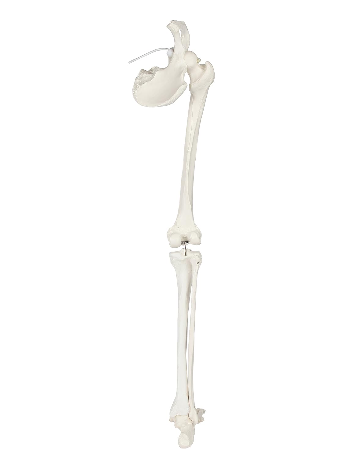 Life-Size 36 Anatomical Human Leg Skeleton Model with Removable Hip Joint and Articulated Foot B3662