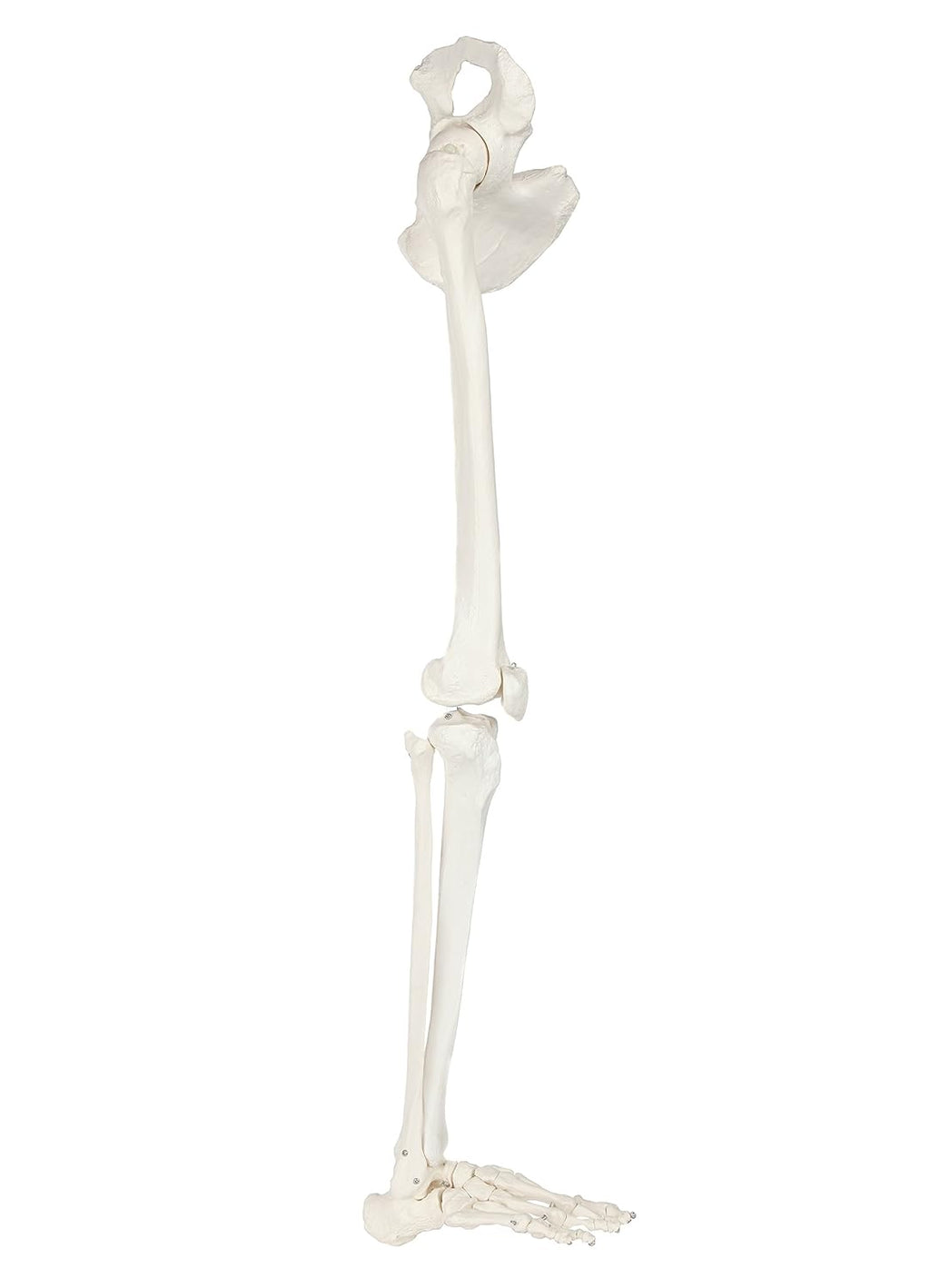 Life-Size 36 Anatomical Human Leg Skeleton Model with Removable Hip Joint and Articulated Foot B3662
