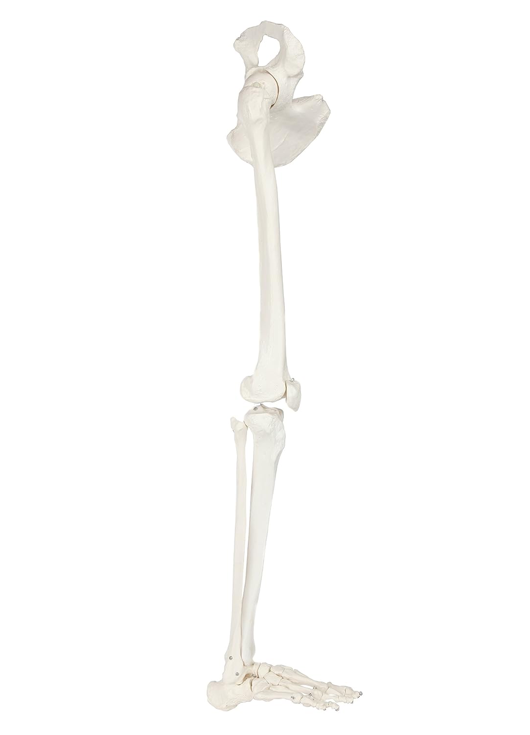 Life-Size 36 Anatomical Human Leg Skeleton Model with Removable Hip Joint and Articulated Foot B3662