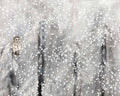 Snowy Habitat II Giclee Canvas C537849