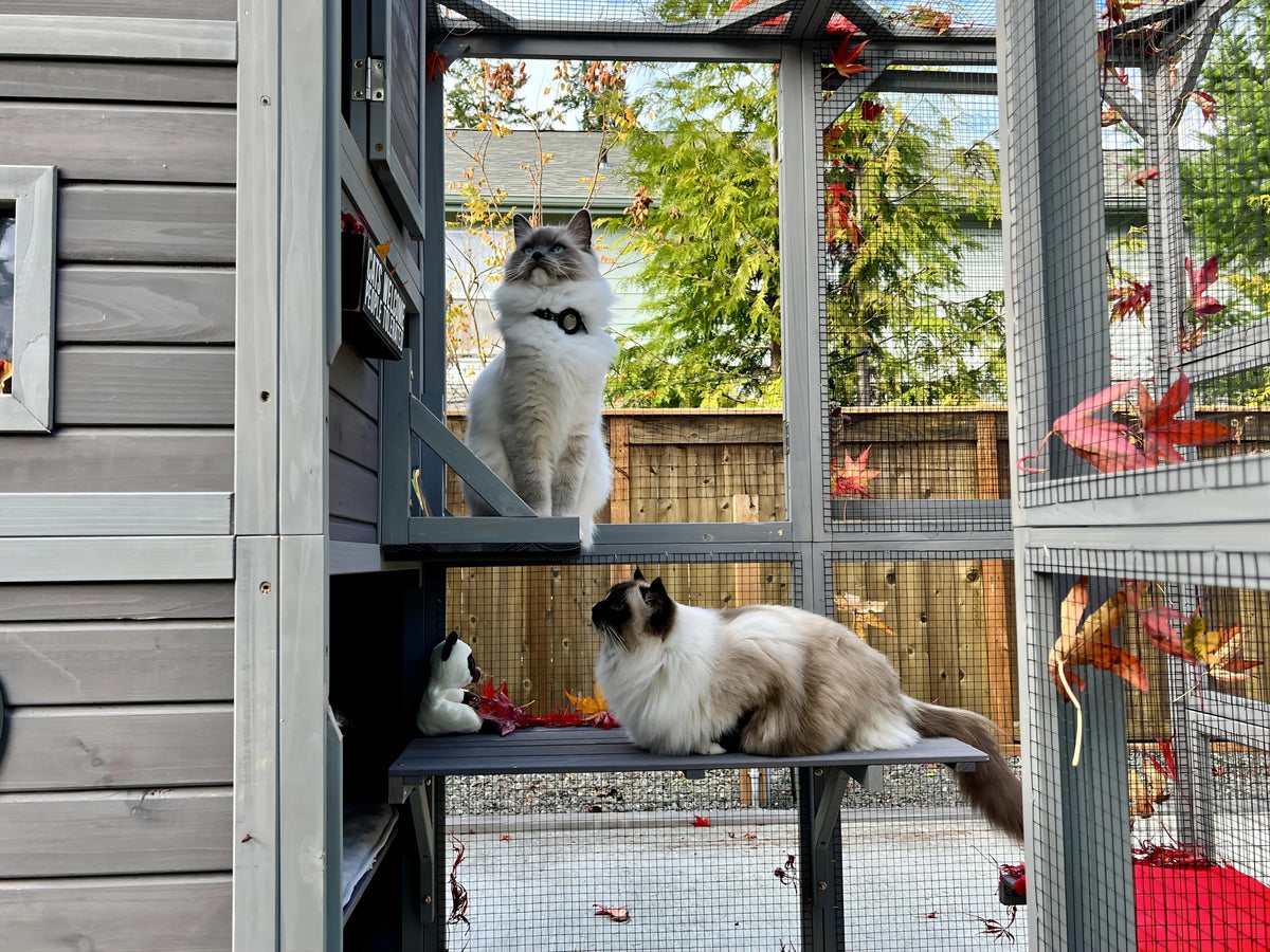 70''H 4 Tiers Outdoor Cat Cage B642296