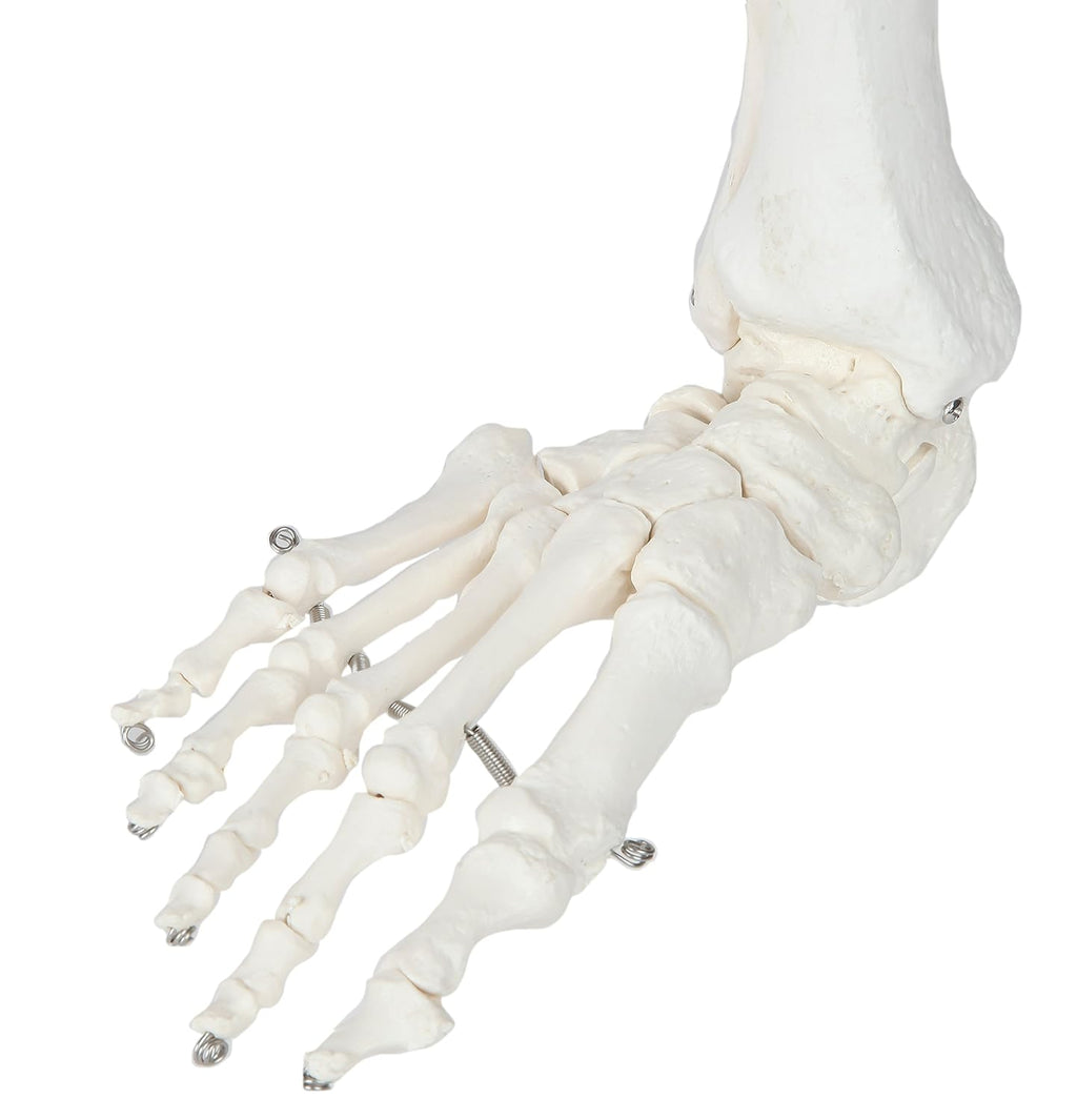 Life-Size 36 Anatomical Human Leg Skeleton Model with Removable Hip Joint and Articulated Foot B3662