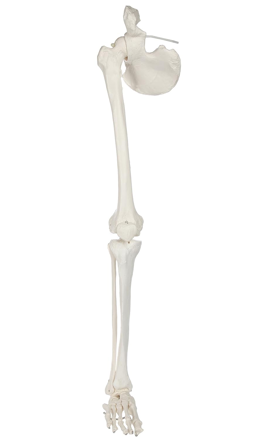 Life-Size 36 Anatomical Human Leg Skeleton Model with Removable Hip Joint and Articulated Foot B3662
