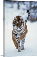 Siberian Tiger Running In The Snow Canvas Wall Art 16x24 U1165