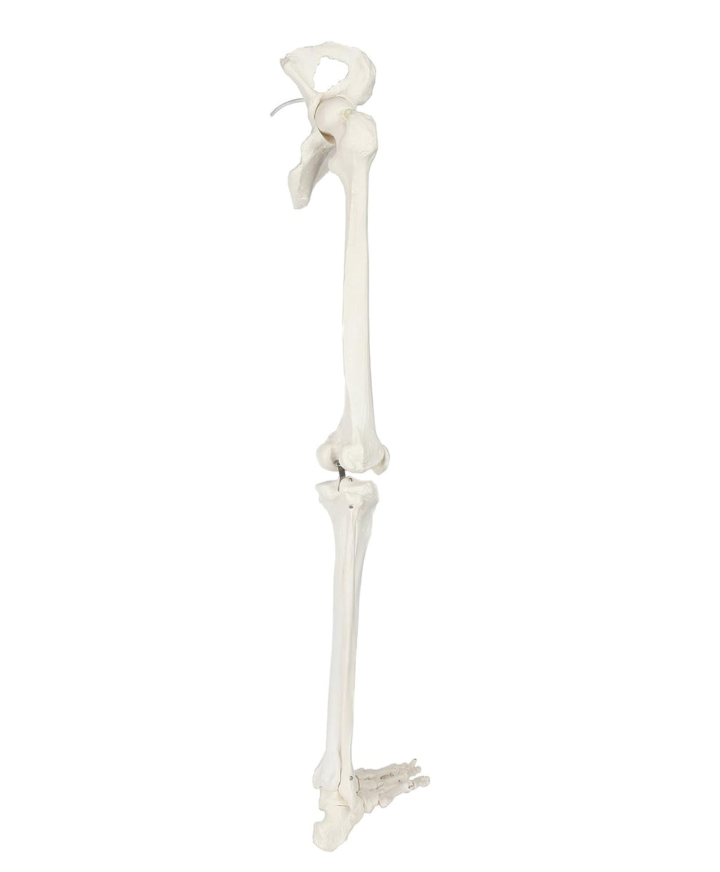 Life-Size 36 Anatomical Human Leg Skeleton Model with Removable Hip Joint and Articulated Foot B3662
