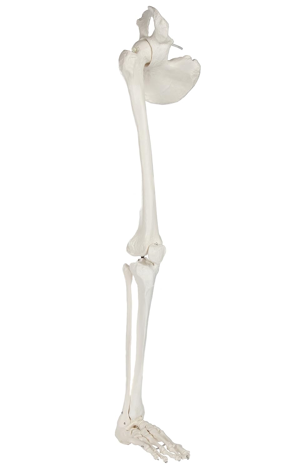 Life-Size 36 Anatomical Human Leg Skeleton Model with Removable Hip Joint and Articulated Foot B3662