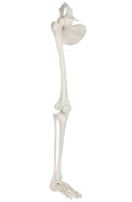 Life-Size 36 Anatomical Human Leg Skeleton Model with Removable Hip Joint and Articulated Foot B3662